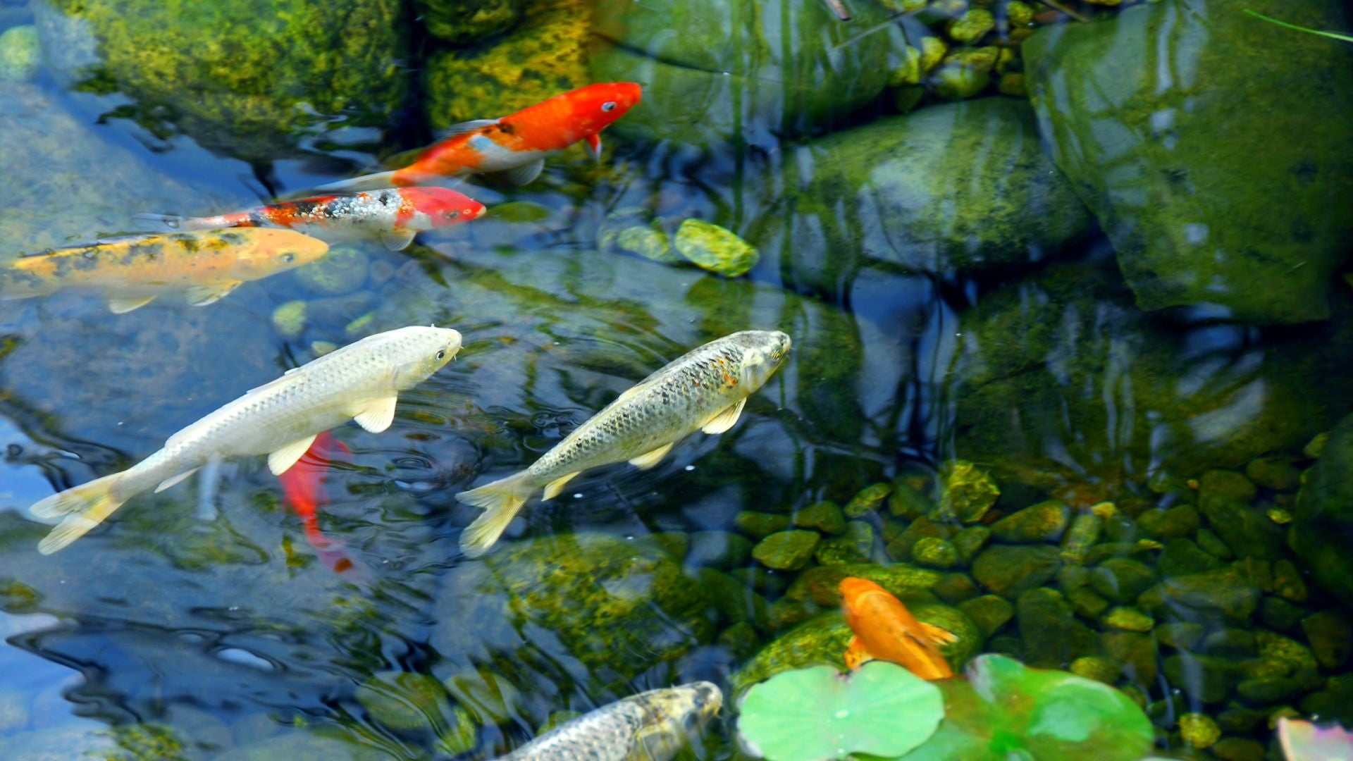Best pond fish food clearance