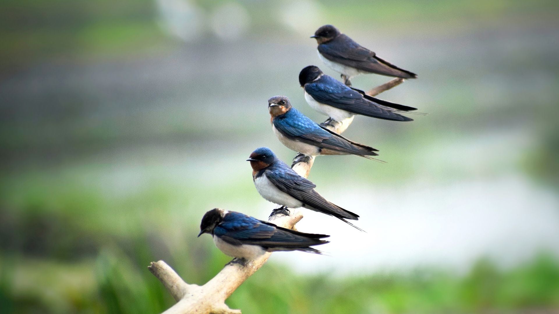 April Spring Bird Welcoming Spring: Garden Birds to Look Out for in April and May ...