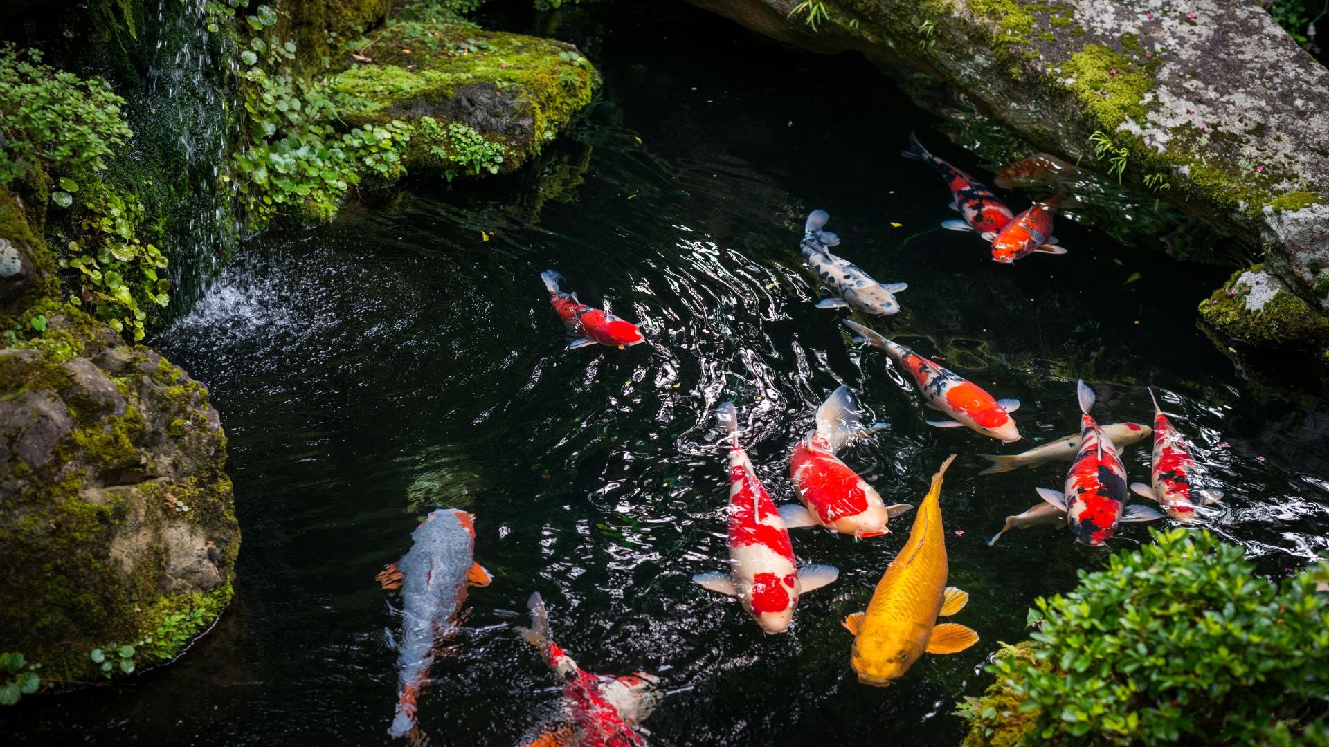 Koi sales winter care