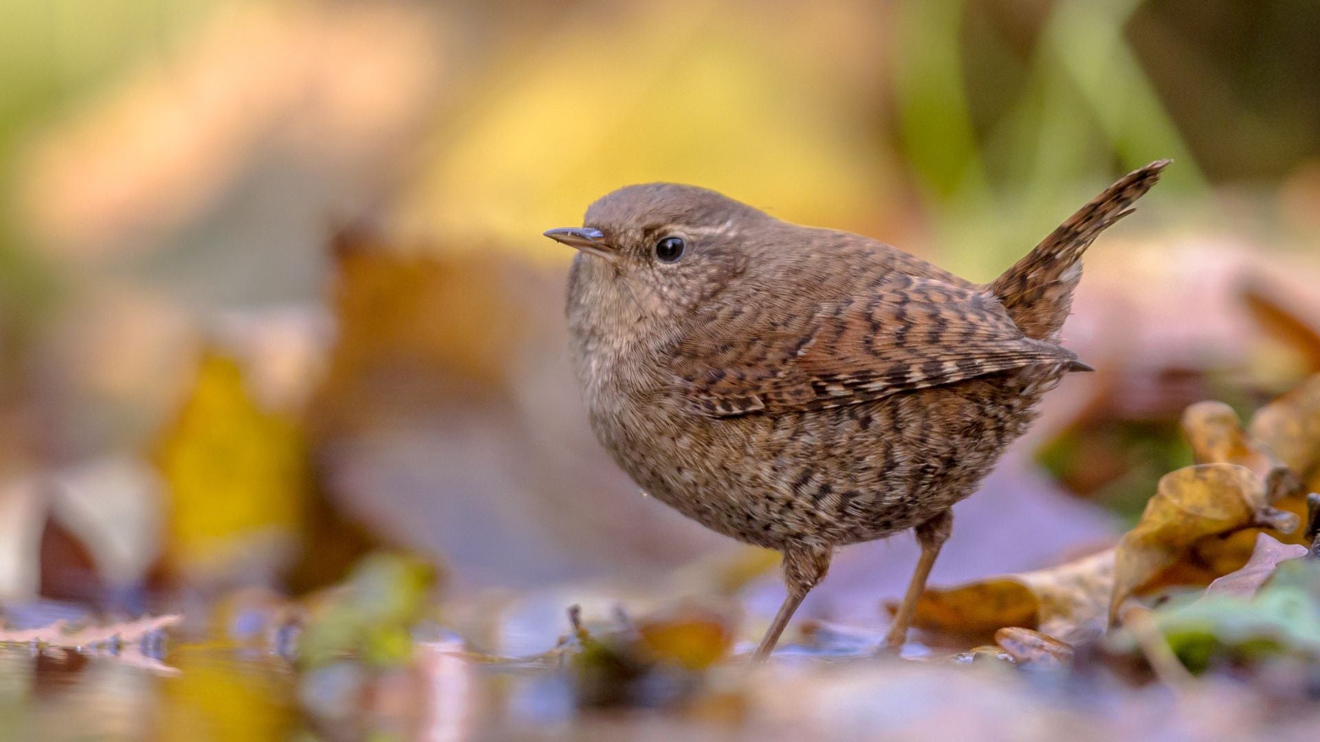 Autumn Garden Care: Preparing a Haven for Birds and Wildlife