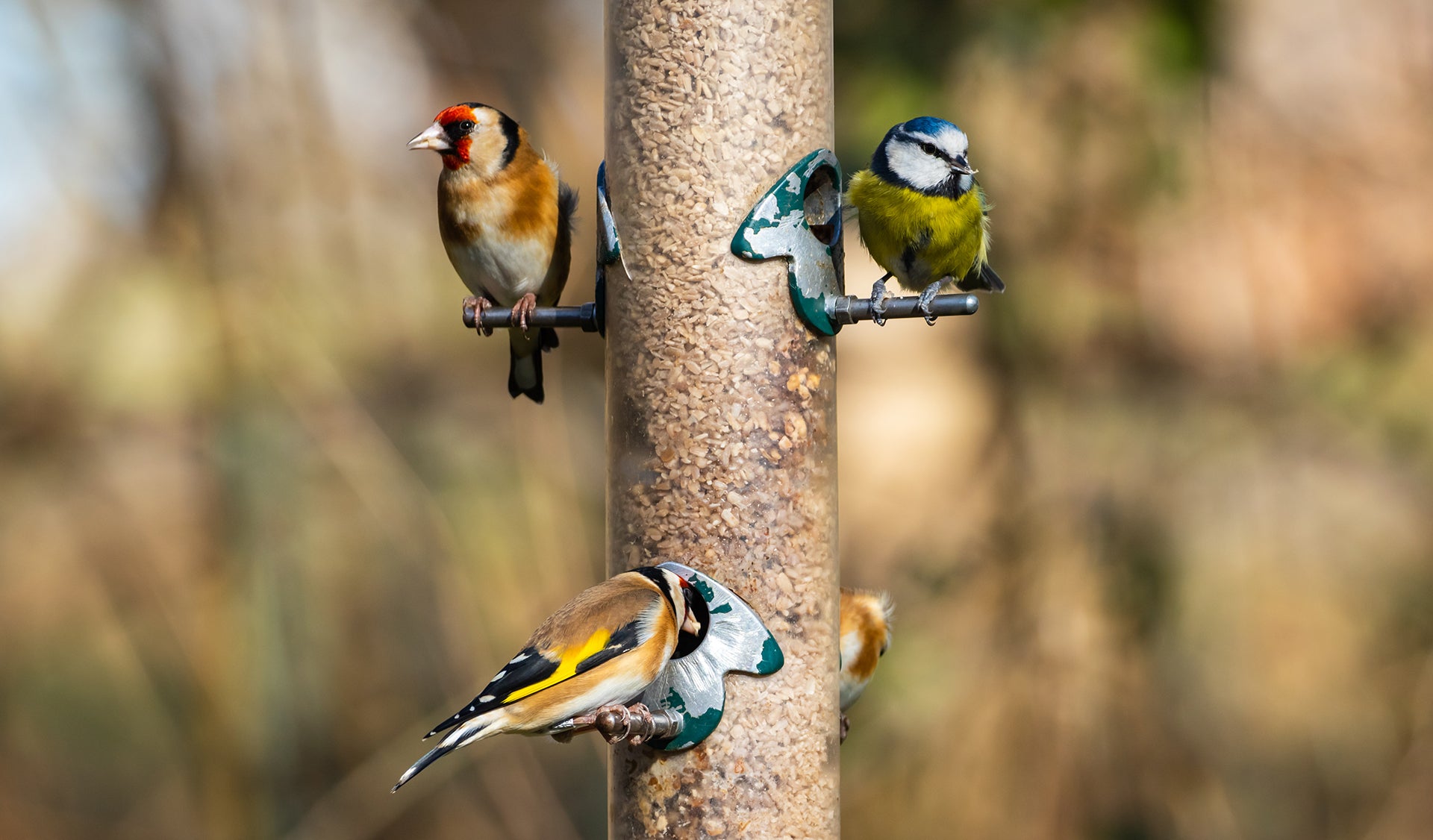 Guide to Feeding Wild Birds - GardenBird