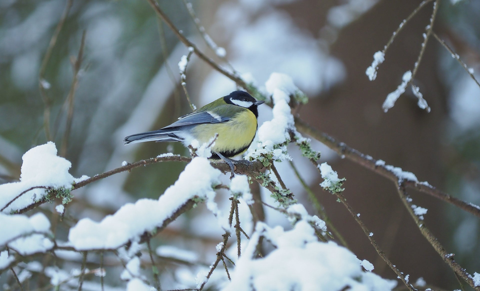 Feeding your garden birds and pond fish during the Winter