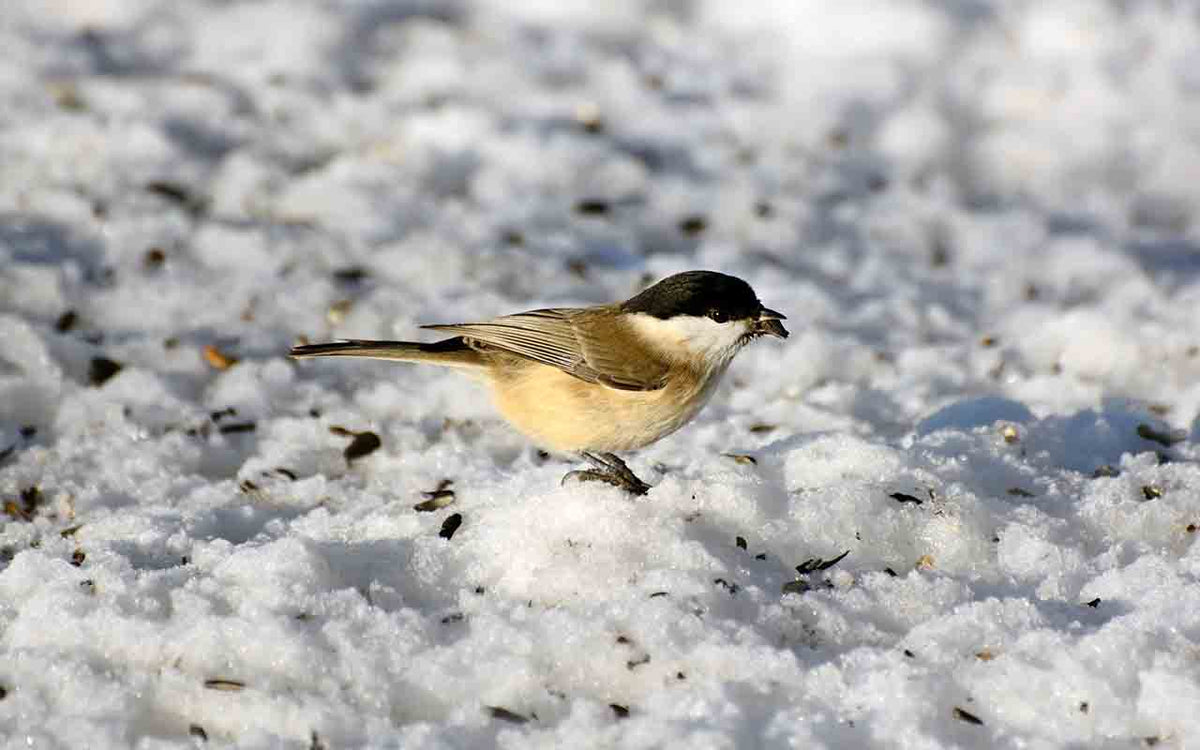 Feeding your birds in Winter – WALTER PRODUCTS