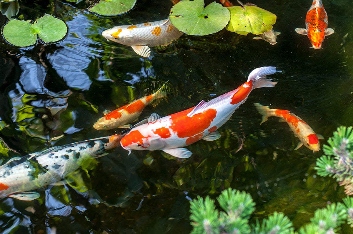 Caring for your pond fish in Winter