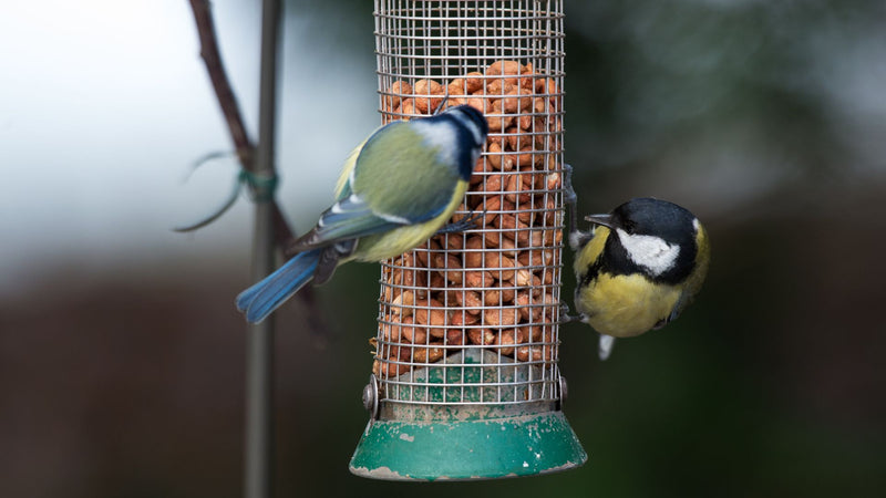 peanuts-garden-wildlife-birds