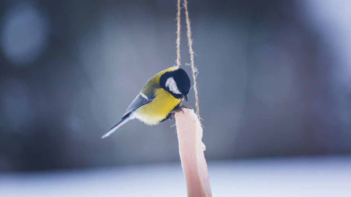 How to Care for Your Garden Birds During Winter – WALTER PRODUCTS