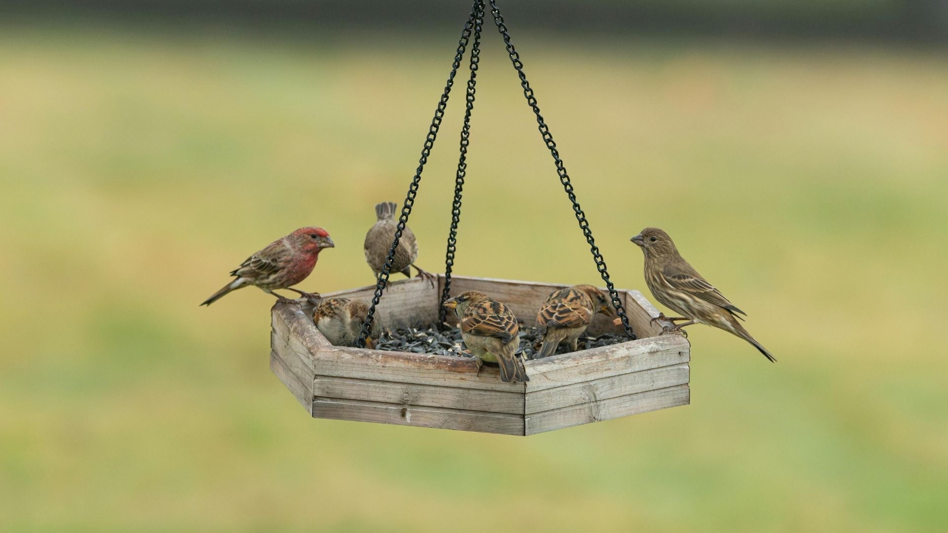How to Get More Birds Into Your Garden — and Keep Them Coming Back ...