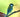Mealworms vs Calci Worms: Which Is Better for Garden Birds?