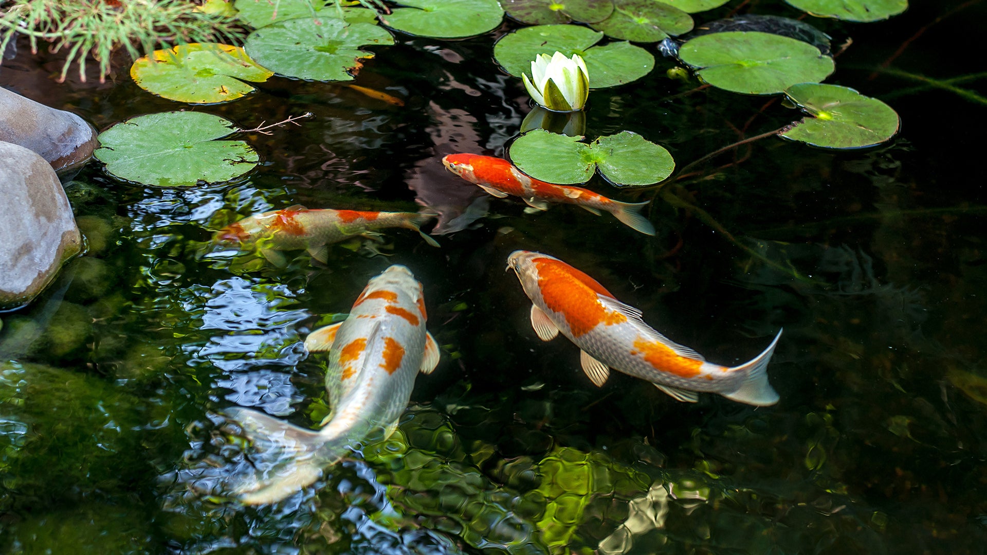 Spring ponds - a feeding guide for your pond fish