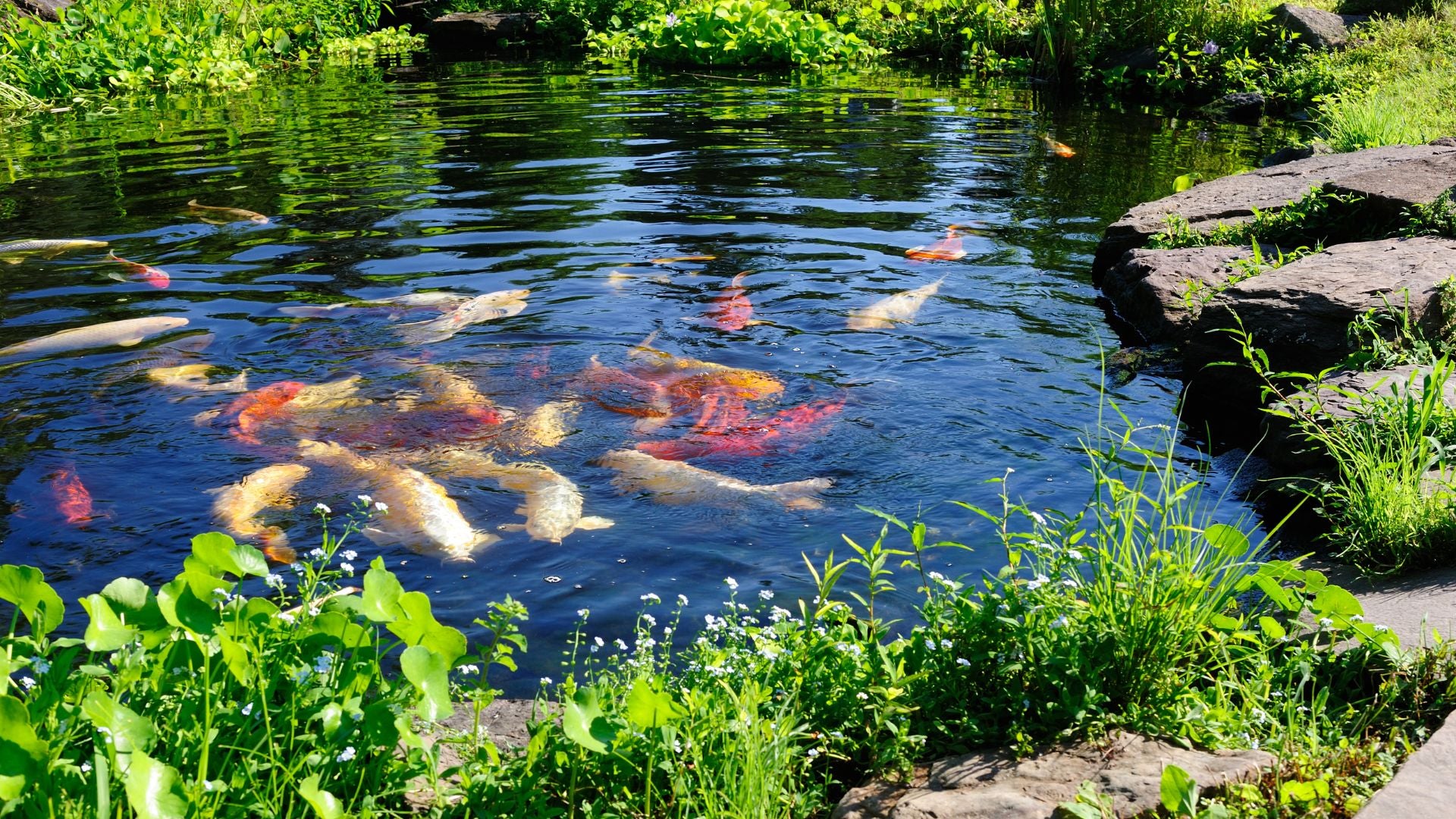 Summer Pond Care: Feeding and Nourishing Your Fish in Hot Weather