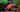 tropical-fish-food-online