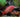 tropical-fish-food-online