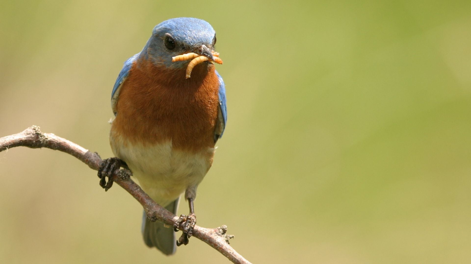 mealworms-for-birds