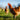 Poultry Food