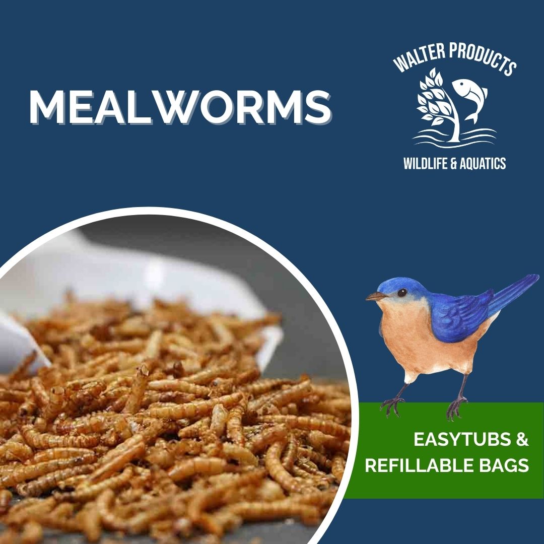 Walter’s Mealworms