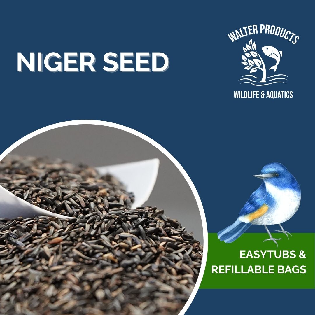 Niger Seeds for Birds – WALTER PRODUCTS