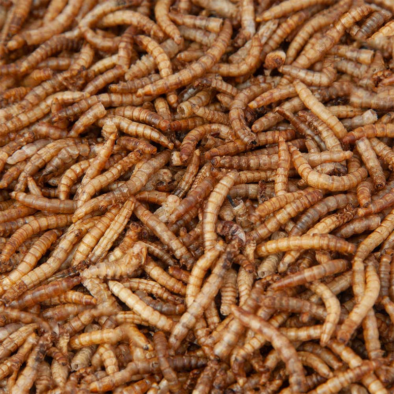 Walter’s Mealworms